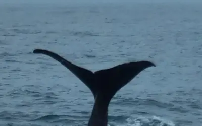 Kaikoura