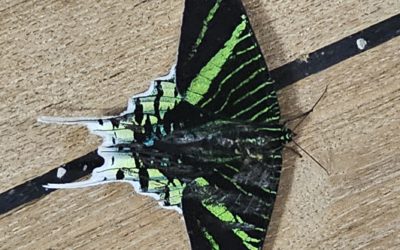 Moths and Bugs on the Amazon River